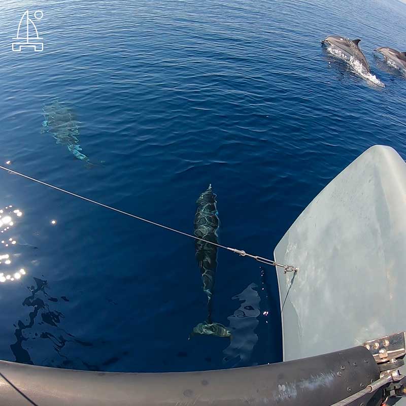 foto asinara delfini dal catamarano